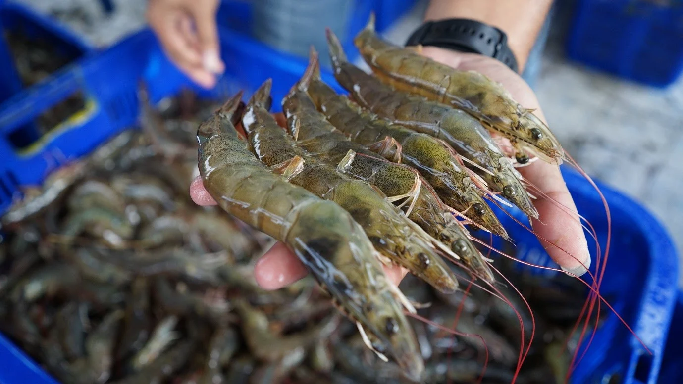 udang
