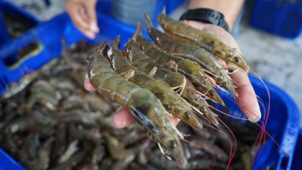udang